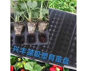 河南草莓育苗吸塑盘
